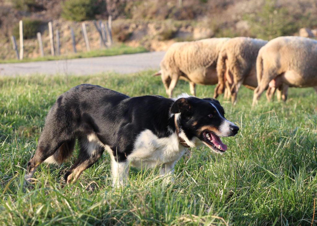 CH. Pampi Des Bergers Des Chaupous