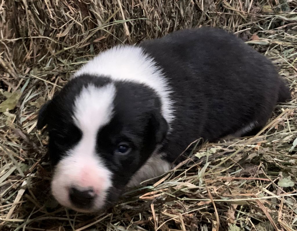 Des Bergers Des Chaupous - Chiot disponible  - Border Collie