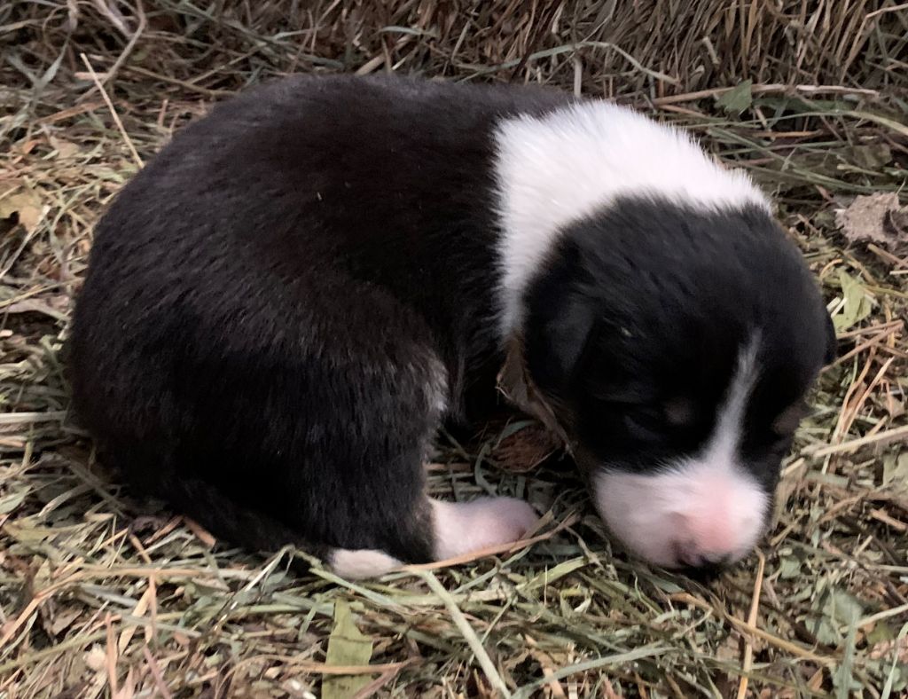 Des Bergers Des Chaupous - Chiot disponible  - Border Collie