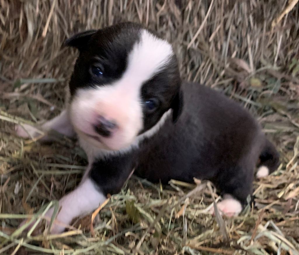 Des Bergers Des Chaupous - Chiot disponible  - Border Collie