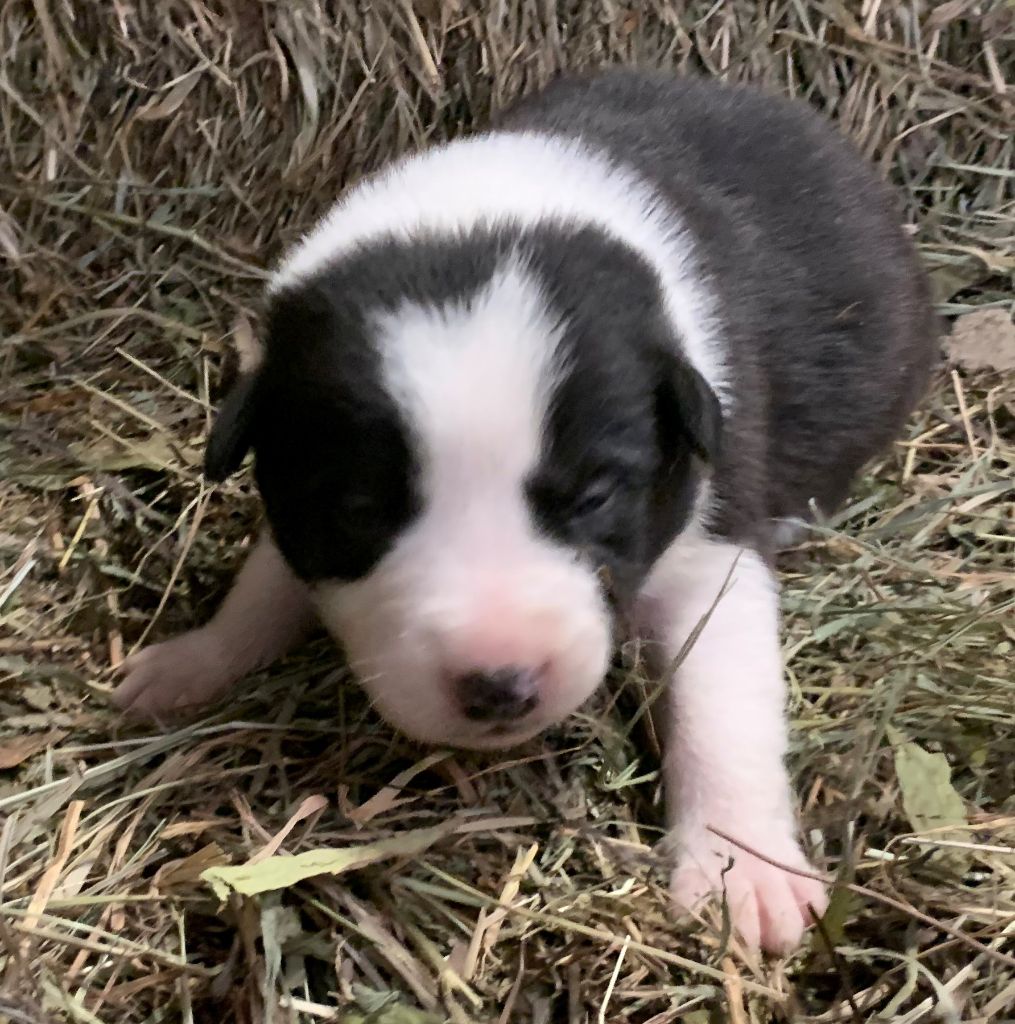 Des Bergers Des Chaupous - Chiot disponible  - Border Collie