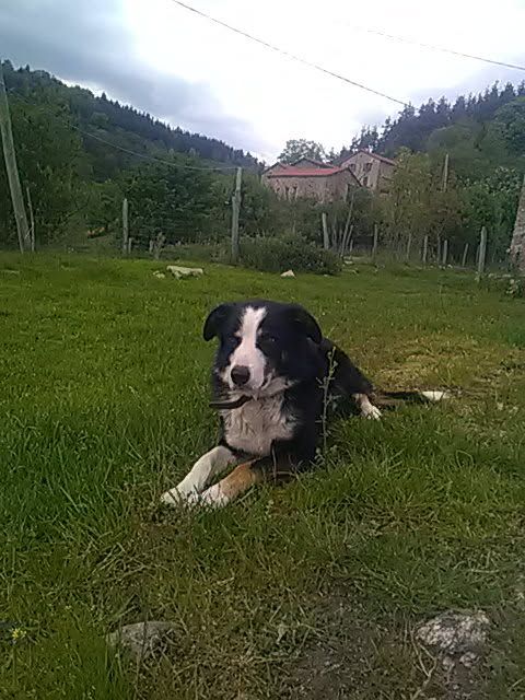 Lecce Des Bergers Des Chaupous