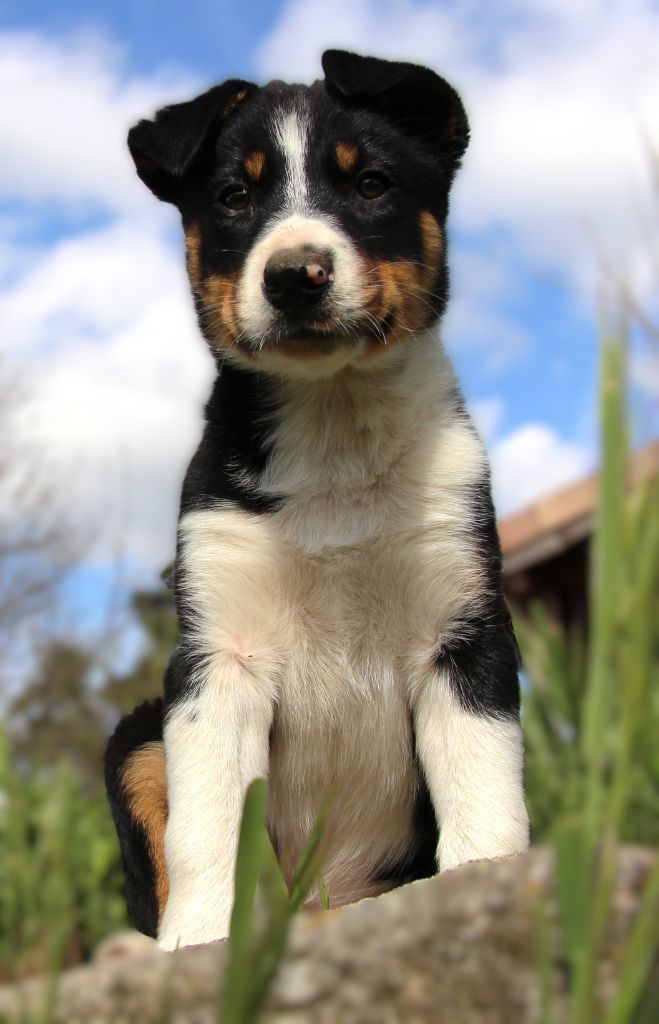 2 portées de chiots à réserver 