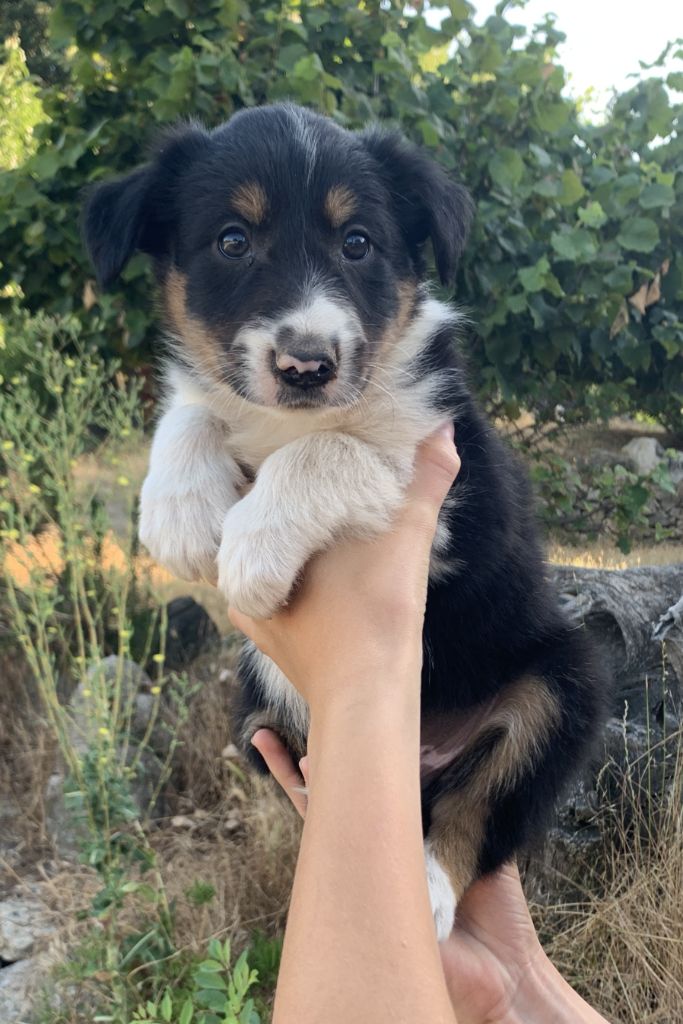 Des Bergers Des Chaupous - Chiots disponibles - Border Collie