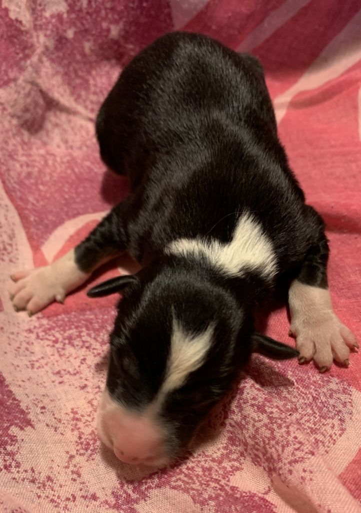 Des Bergers Des Chaupous - Chiots disponibles - Border Collie
