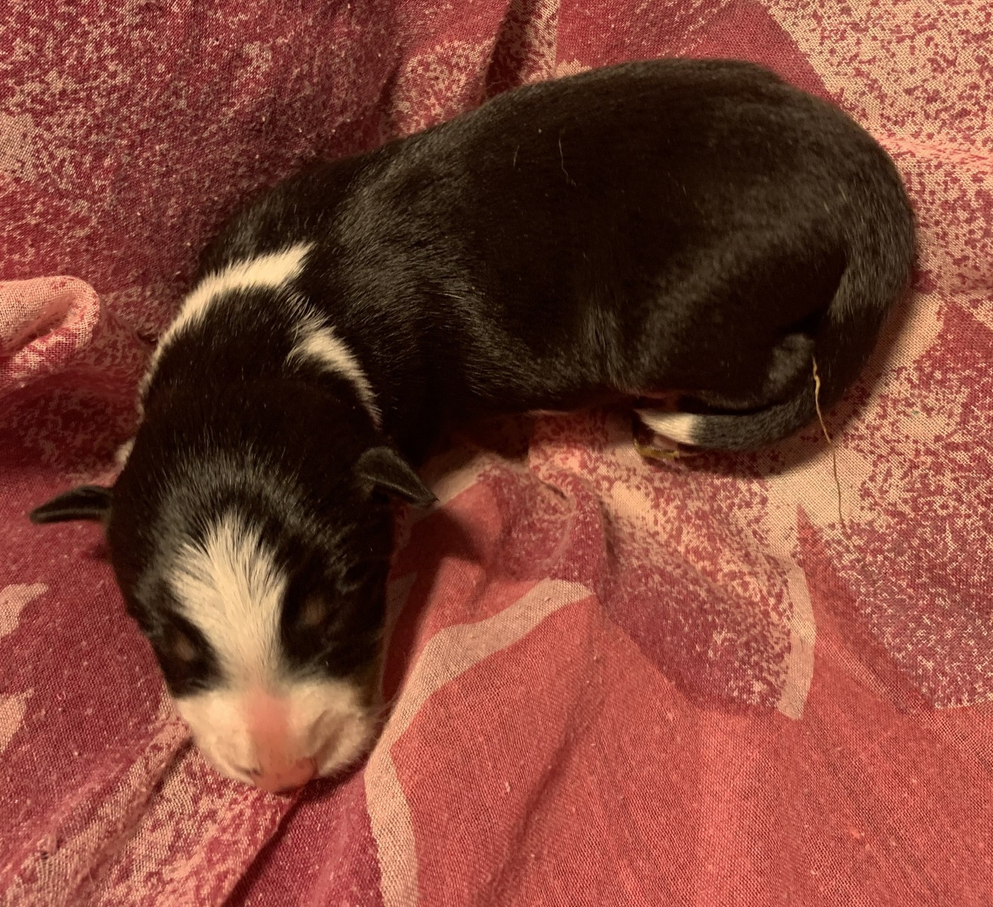 Des Bergers Des Chaupous - Border Collie - Portée née le 22/11/2025