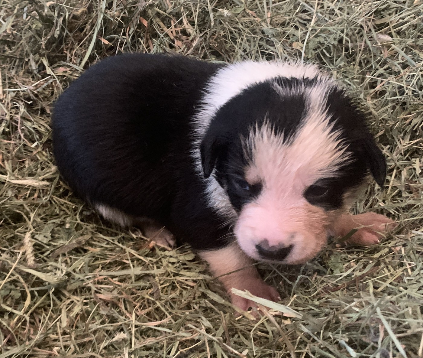 Des Bergers Des Chaupous - Border Collie - Portée née le 12/11/2025