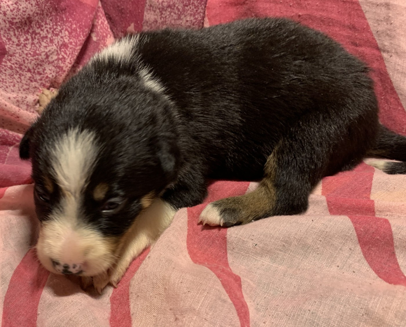 Des Bergers Des Chaupous - Border Collie - Portée née le 22/11/2025