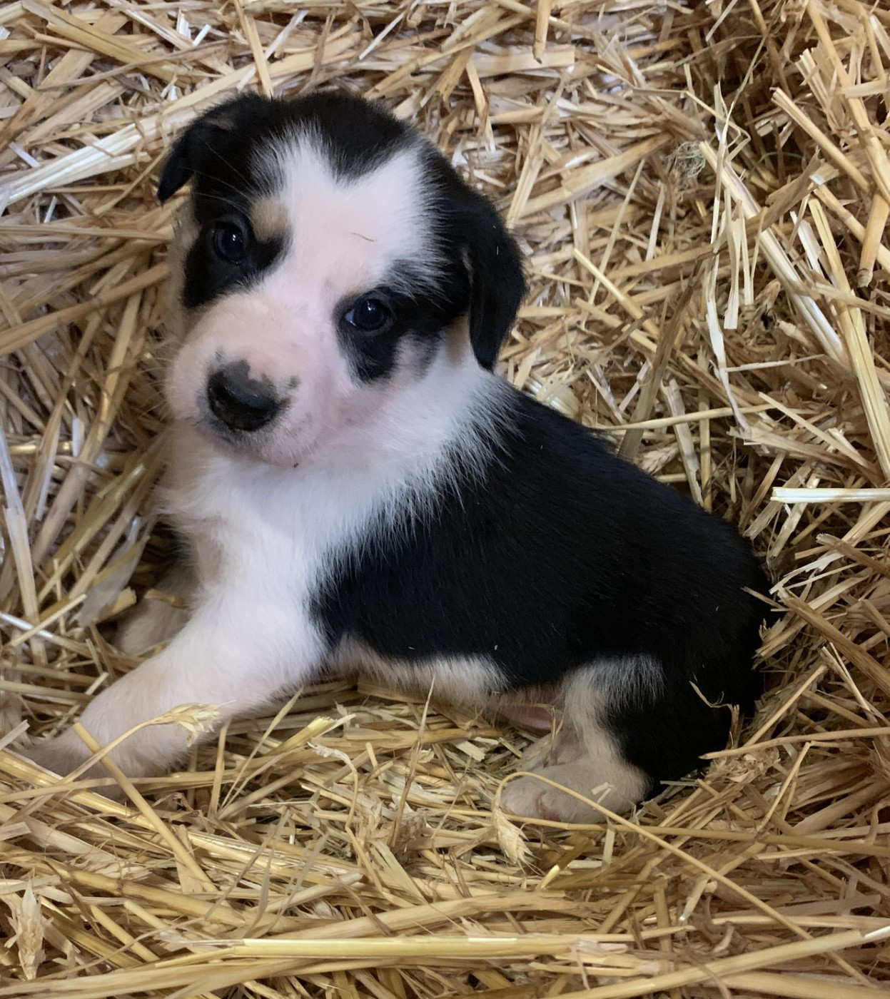 Des Bergers Des Chaupous - Border Collie - Portée née le 12/11/2025