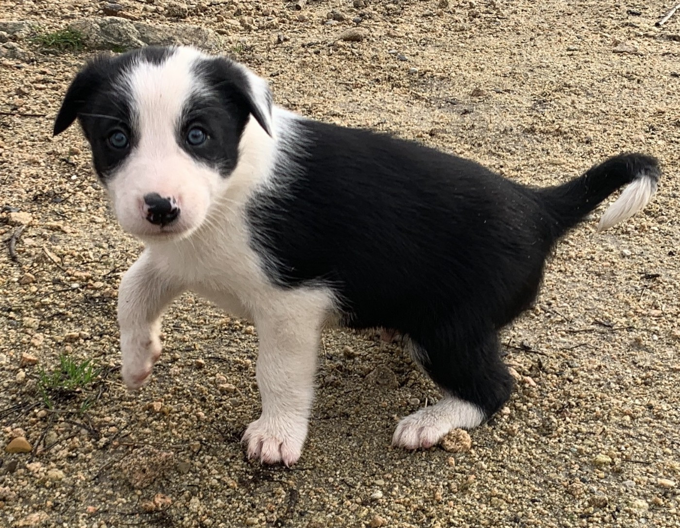 Des Bergers Des Chaupous - Border Collie - Portée née le 12/11/2025