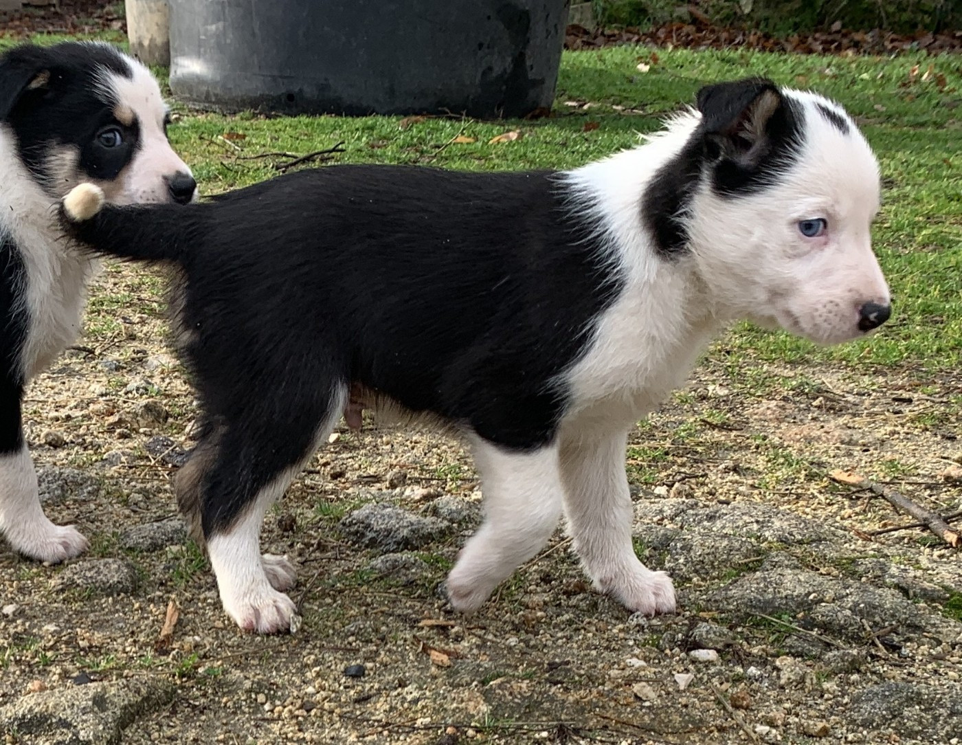 Des Bergers Des Chaupous - Border Collie - Portée née le 12/11/2025