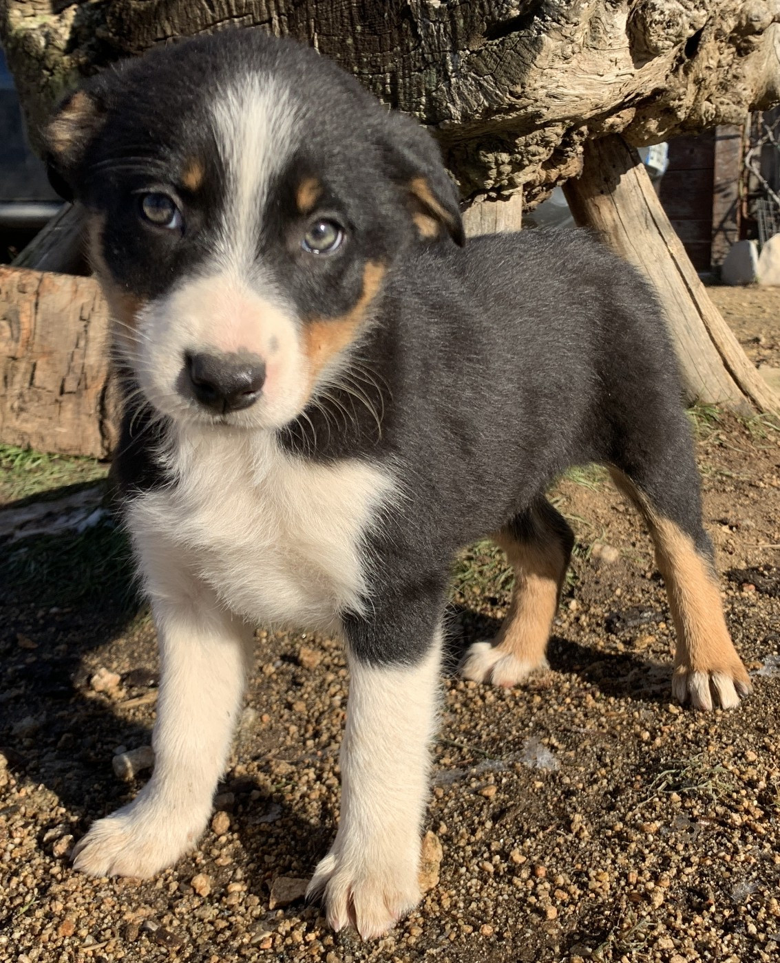 Des Bergers Des Chaupous - Border Collie - Portée née le 22/11/2025