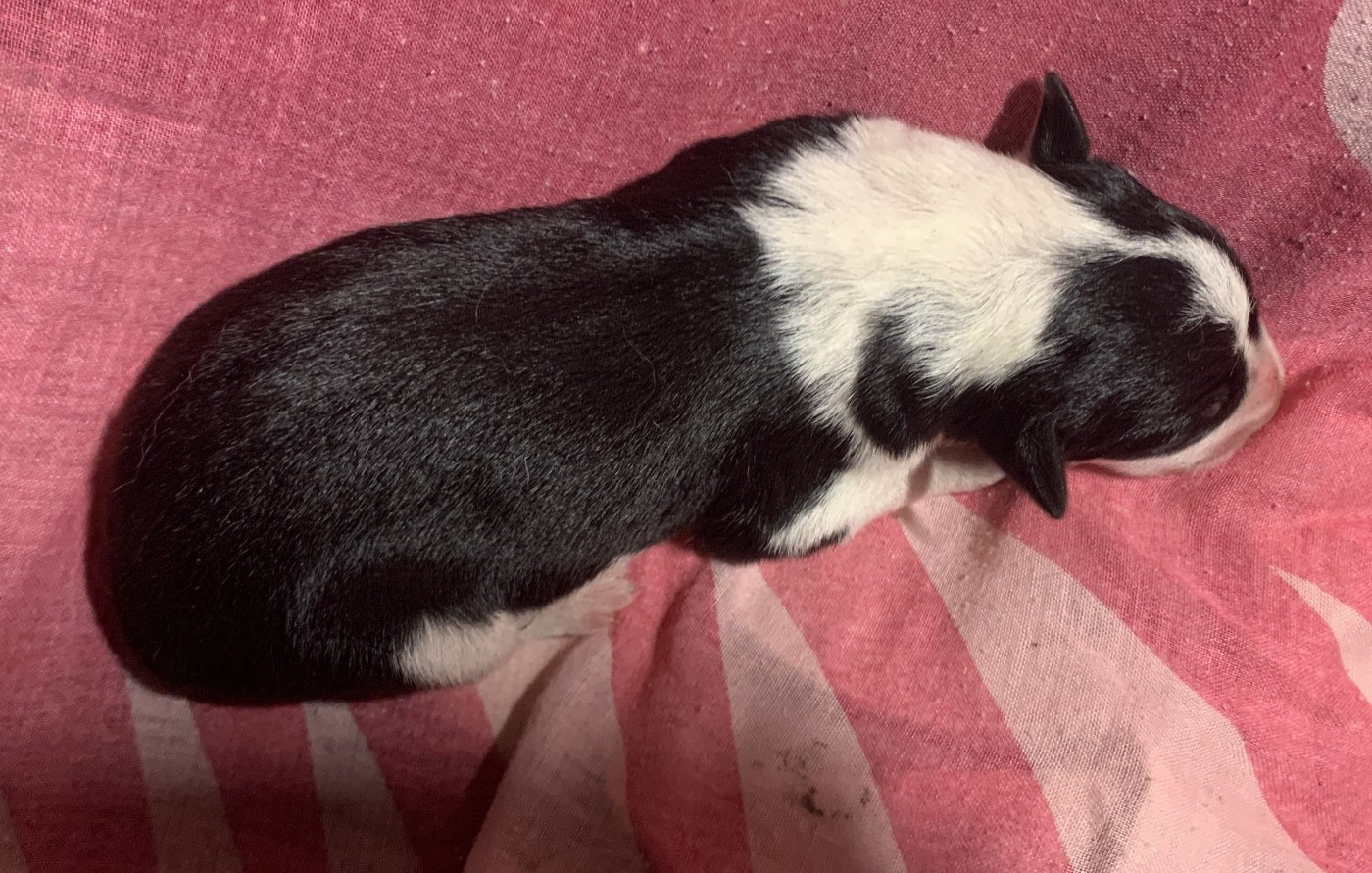 Des Bergers Des Chaupous - Chiots disponibles - Border Collie