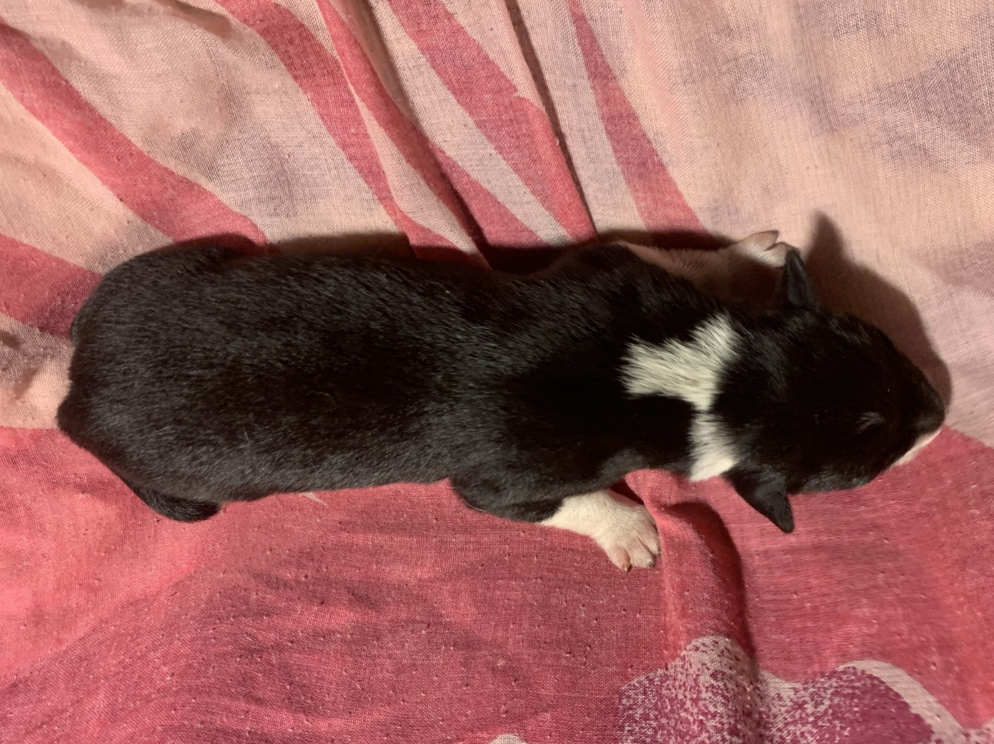 Des Bergers Des Chaupous - Chiots disponibles - Border Collie