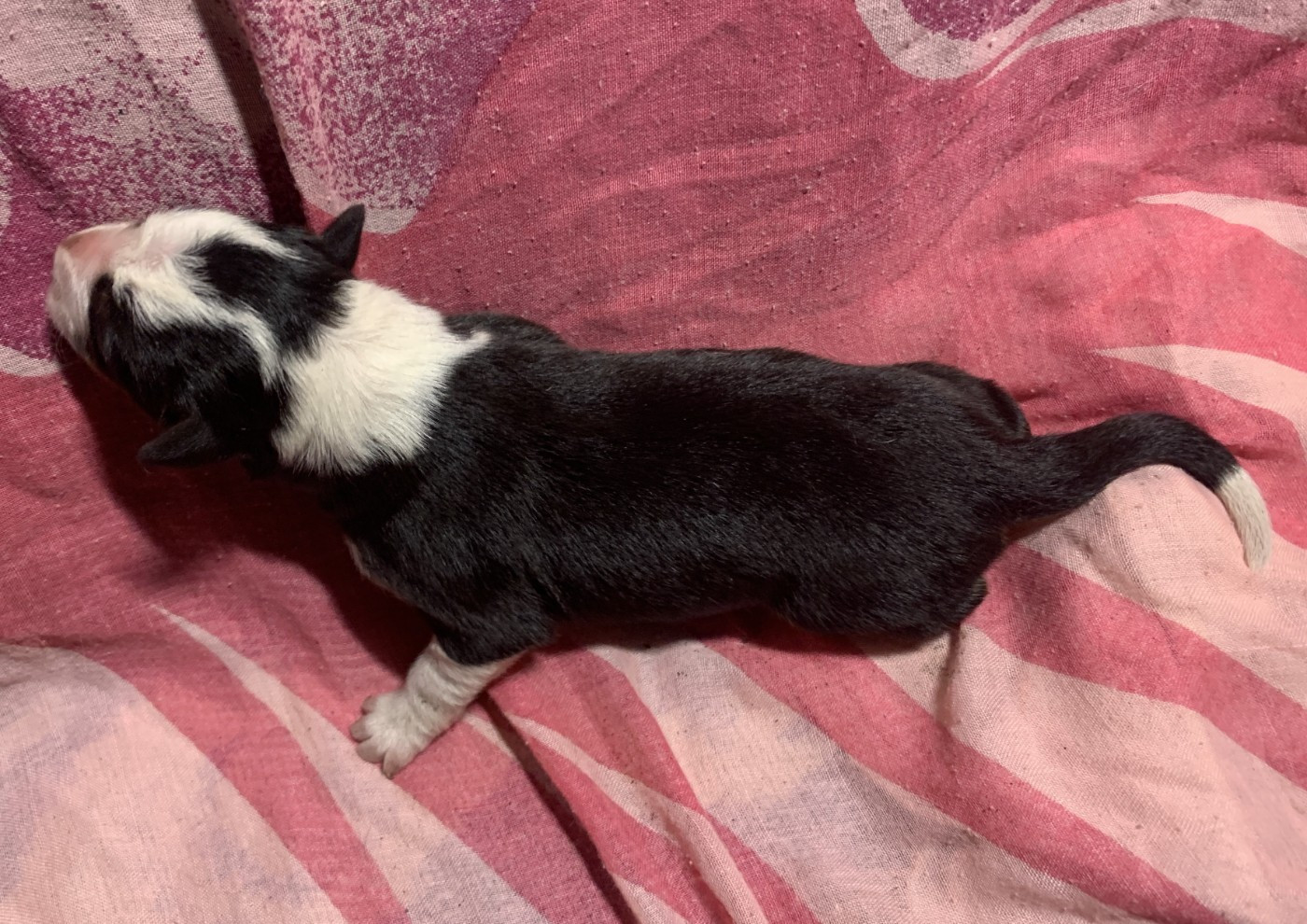 Des Bergers Des Chaupous - Chiots disponibles - Border Collie