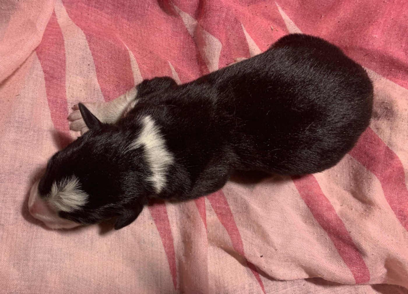 Des Bergers Des Chaupous - Chiots disponibles - Border Collie