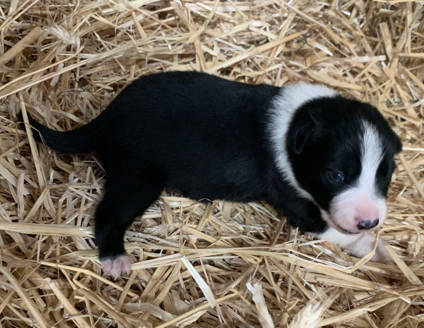 Des Bergers Des Chaupous - Chiots disponibles - Border Collie