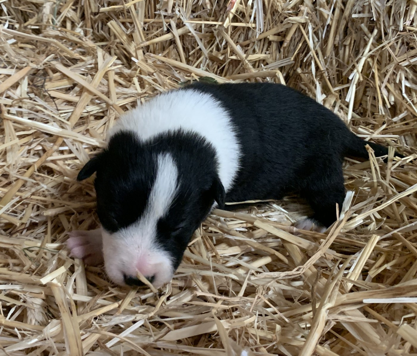 Des Bergers Des Chaupous - Chiots disponibles - Border Collie