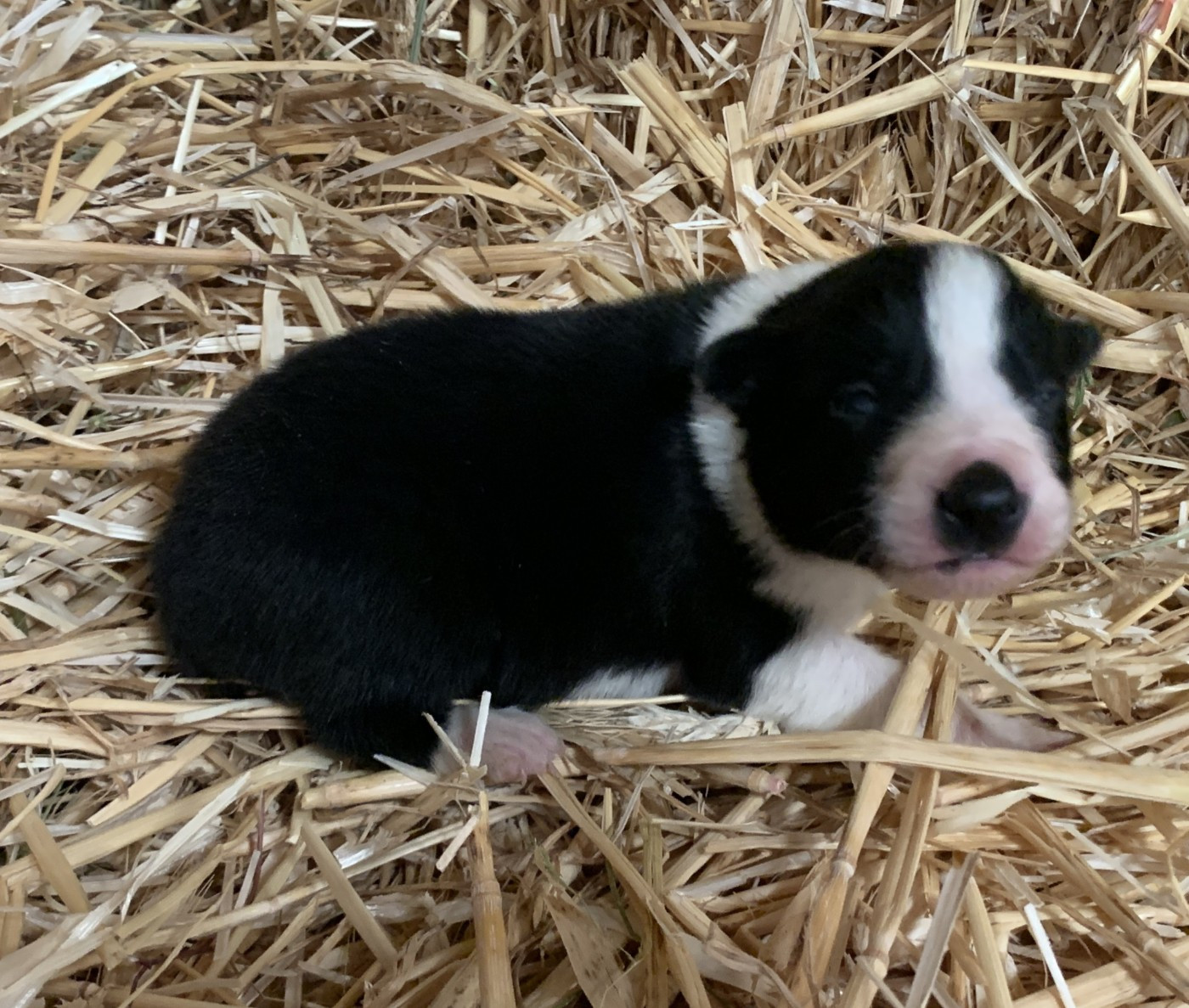 Des Bergers Des Chaupous - Chiots disponibles - Border Collie