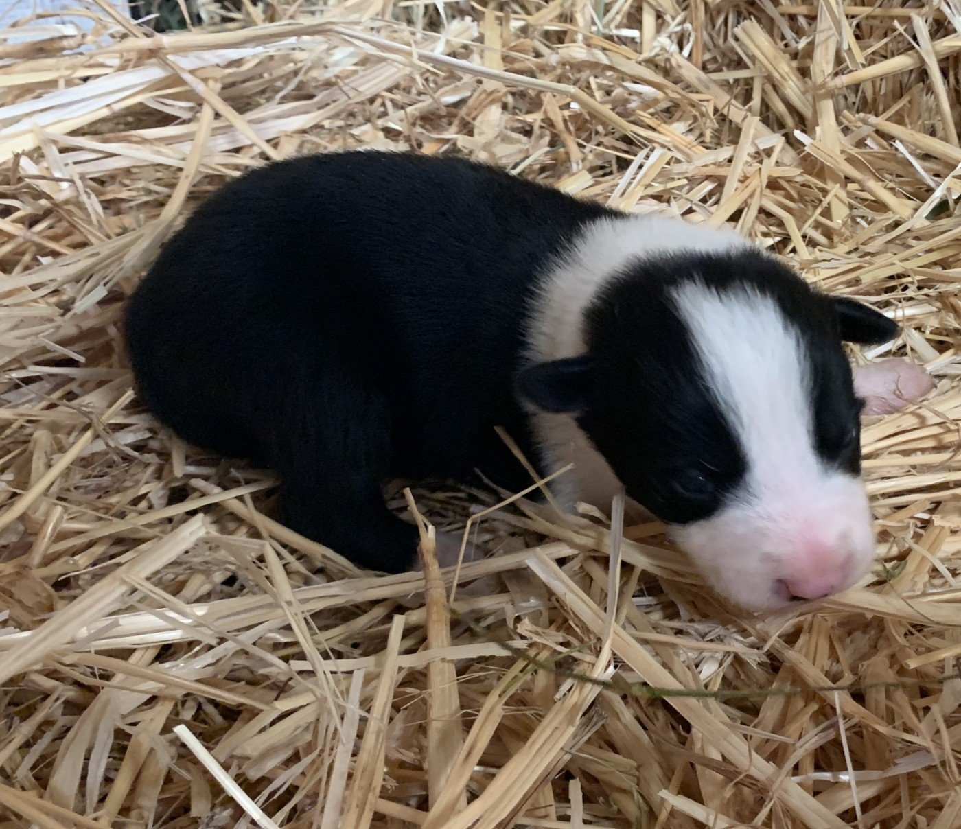 Des Bergers Des Chaupous - Chiots disponibles - Border Collie