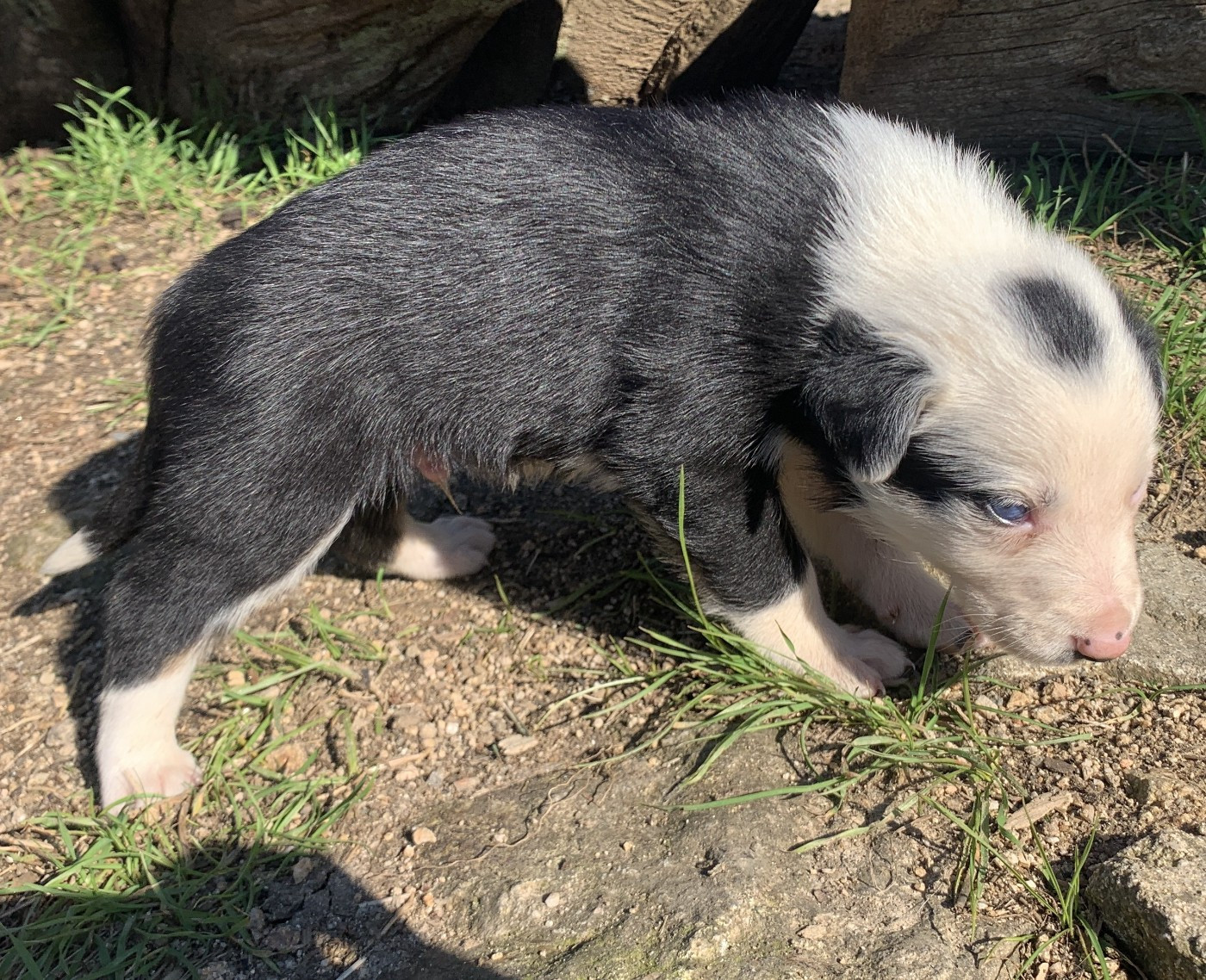 Des Bergers Des Chaupous - Chiots disponibles - Border Collie