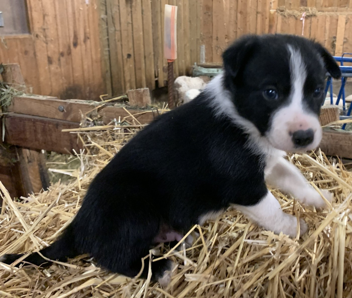 Des Bergers Des Chaupous - Chiots disponibles - Border Collie