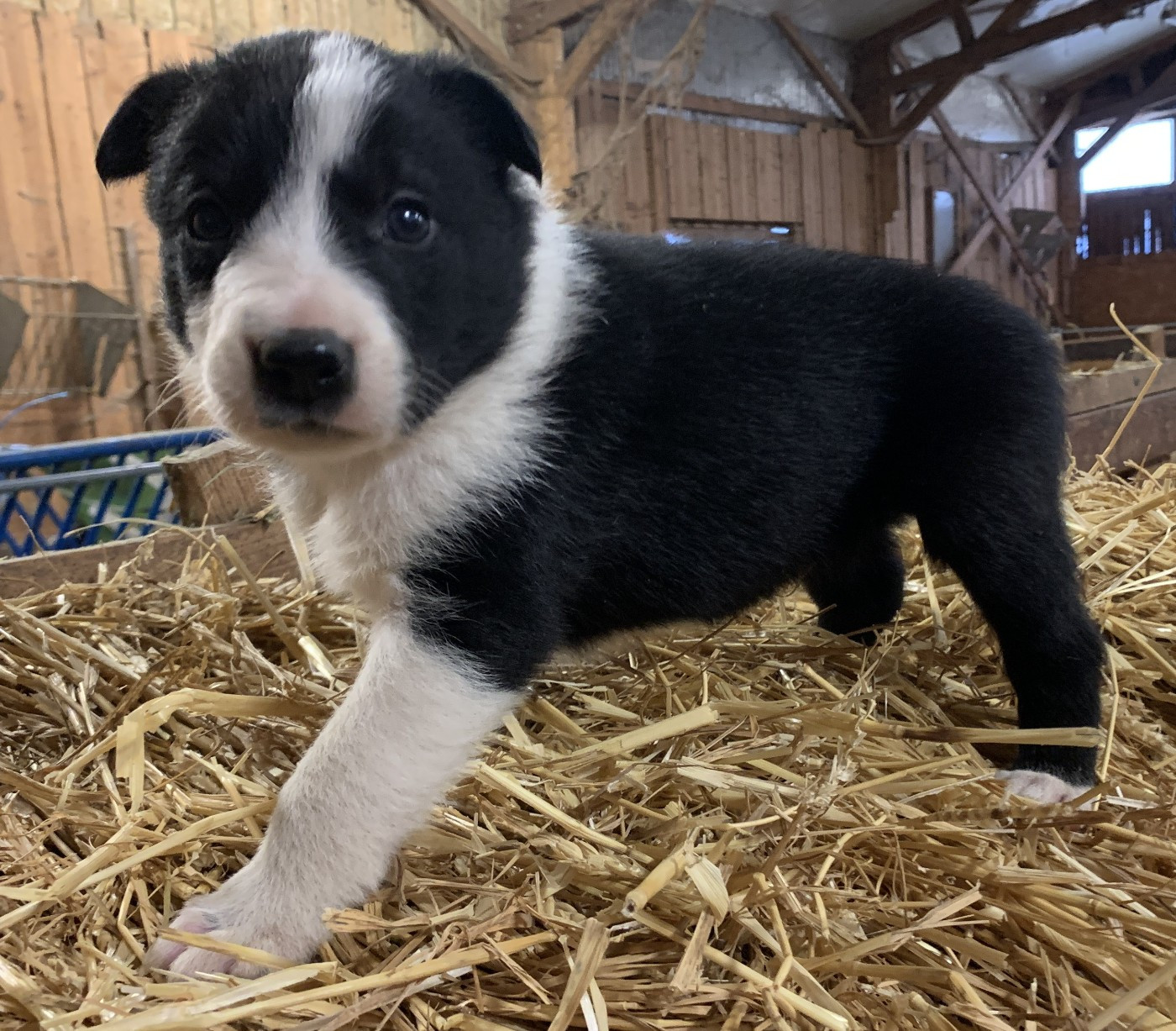 Des Bergers Des Chaupous - Chiots disponibles - Border Collie
