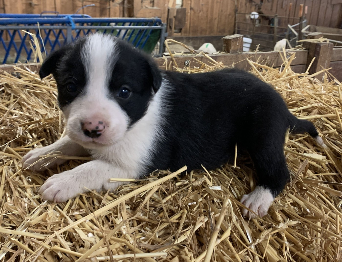 Des Bergers Des Chaupous - Chiots disponibles - Border Collie