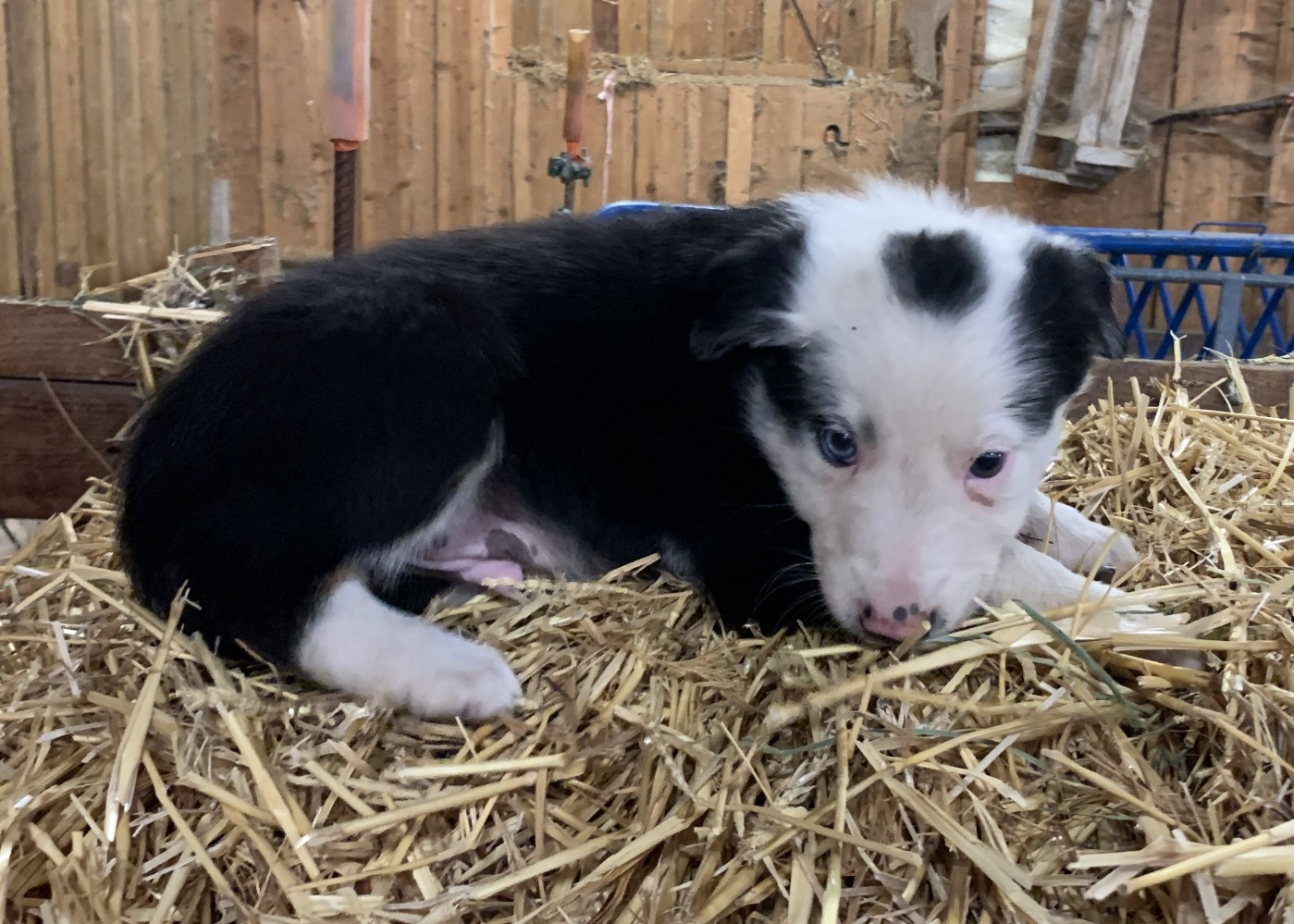 Des Bergers Des Chaupous - Chiots disponibles - Border Collie