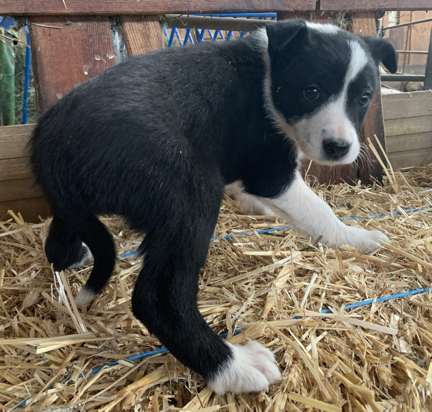 Des Bergers Des Chaupous - Chiots disponibles - Border Collie