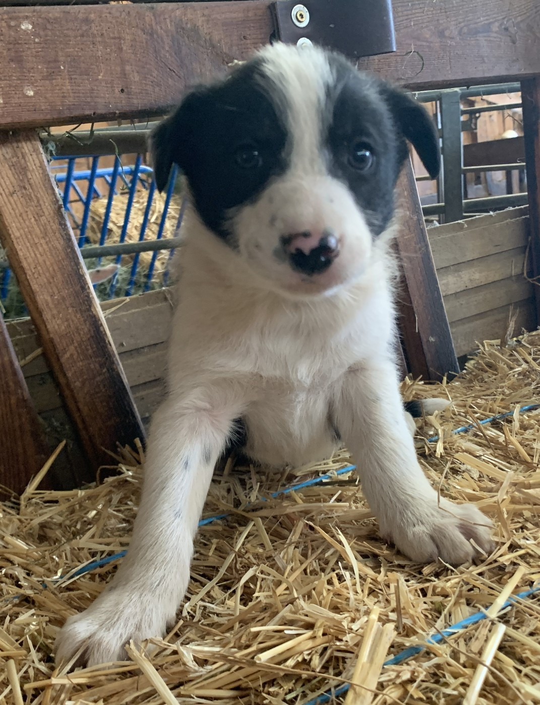 Des Bergers Des Chaupous - Chiots disponibles - Border Collie