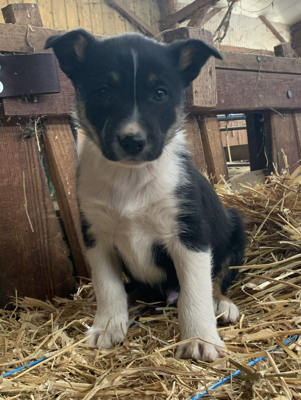 Des Bergers Des Chaupous - Border Collie - Portée née le 10/02/2026