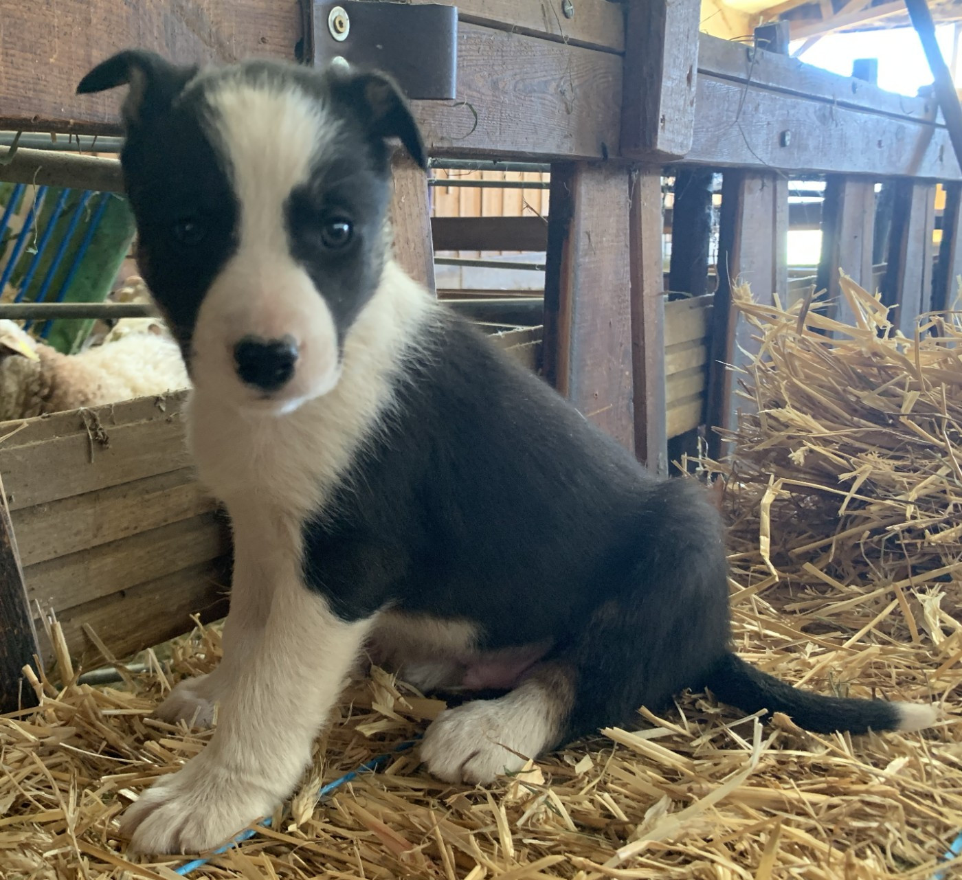 Des Bergers Des Chaupous - Chiots disponibles - Border Collie