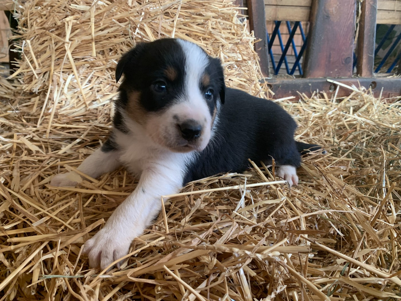 Des Bergers Des Chaupous - Chiots disponibles - Border Collie