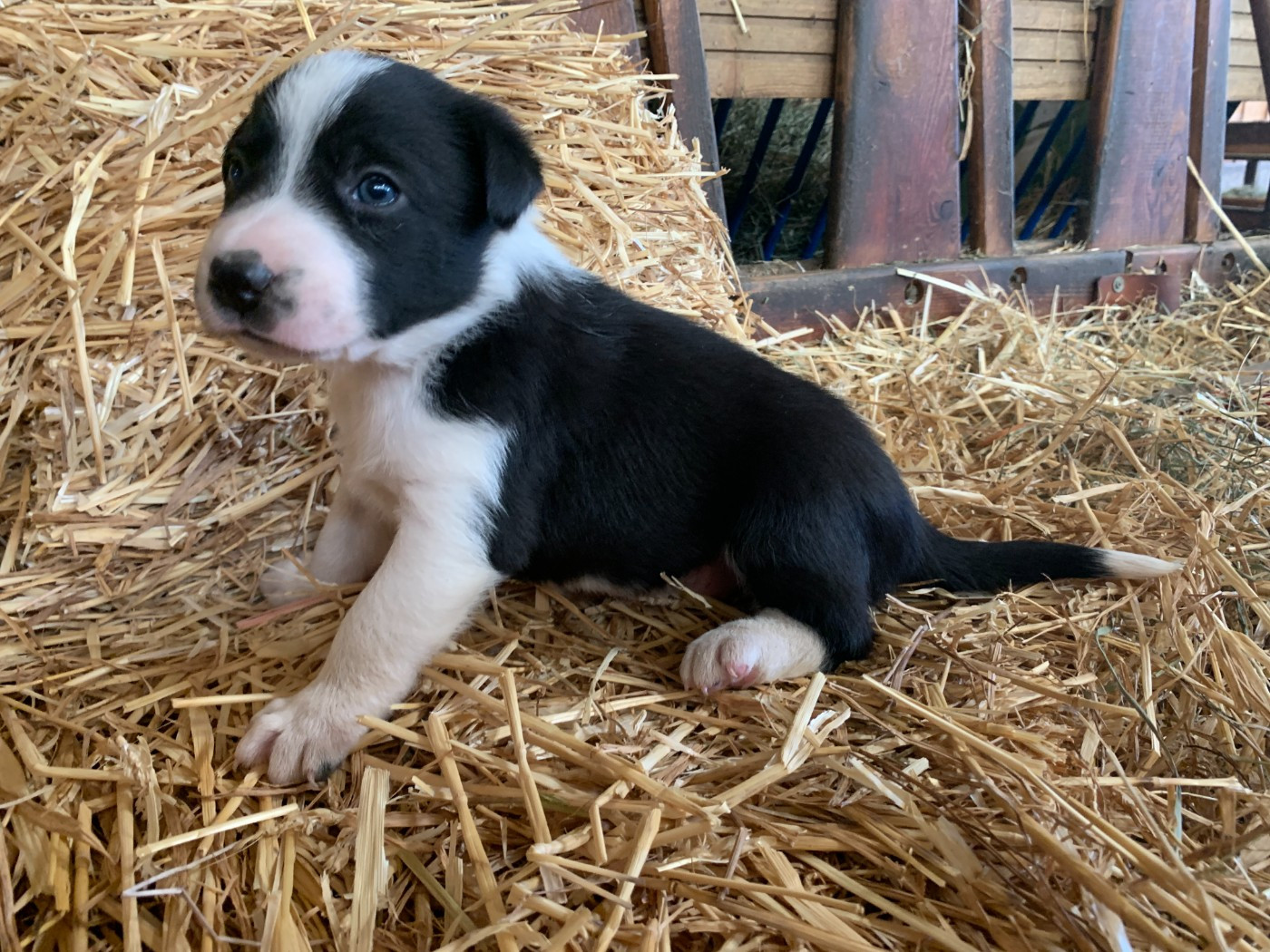 Des Bergers Des Chaupous - Chiots disponibles - Border Collie