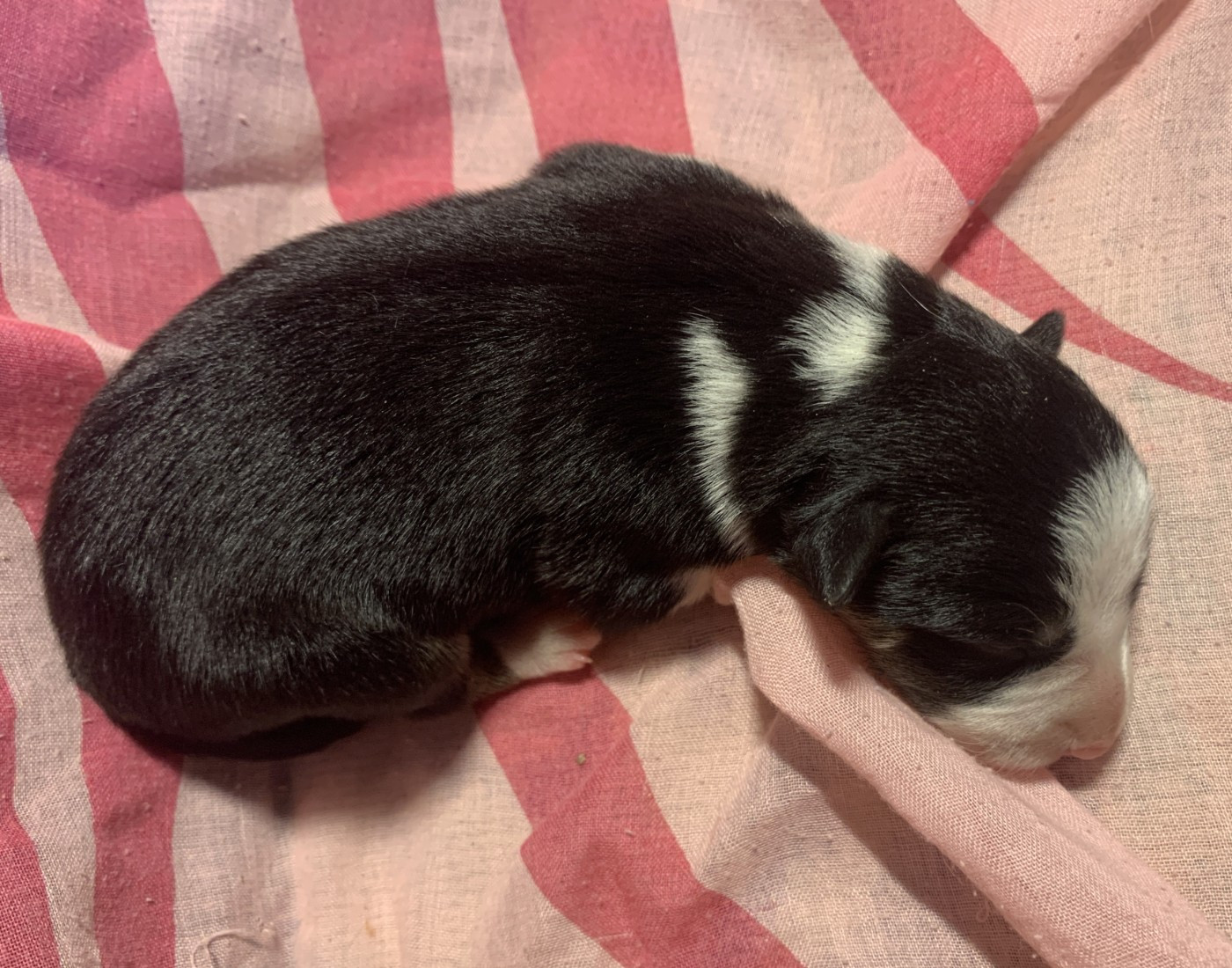 Des Bergers Des Chaupous - Chiots disponibles - Border Collie