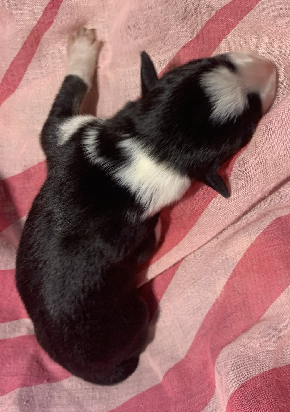 Des Bergers Des Chaupous - Chiots disponibles - Border Collie