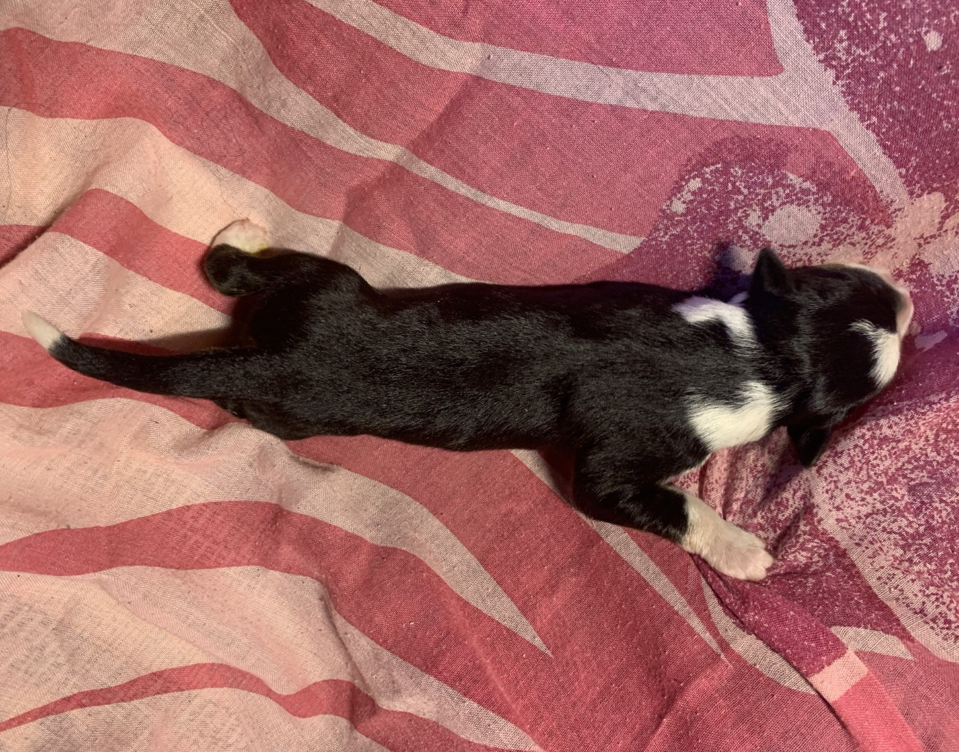 Des Bergers Des Chaupous - Chiots disponibles - Border Collie
