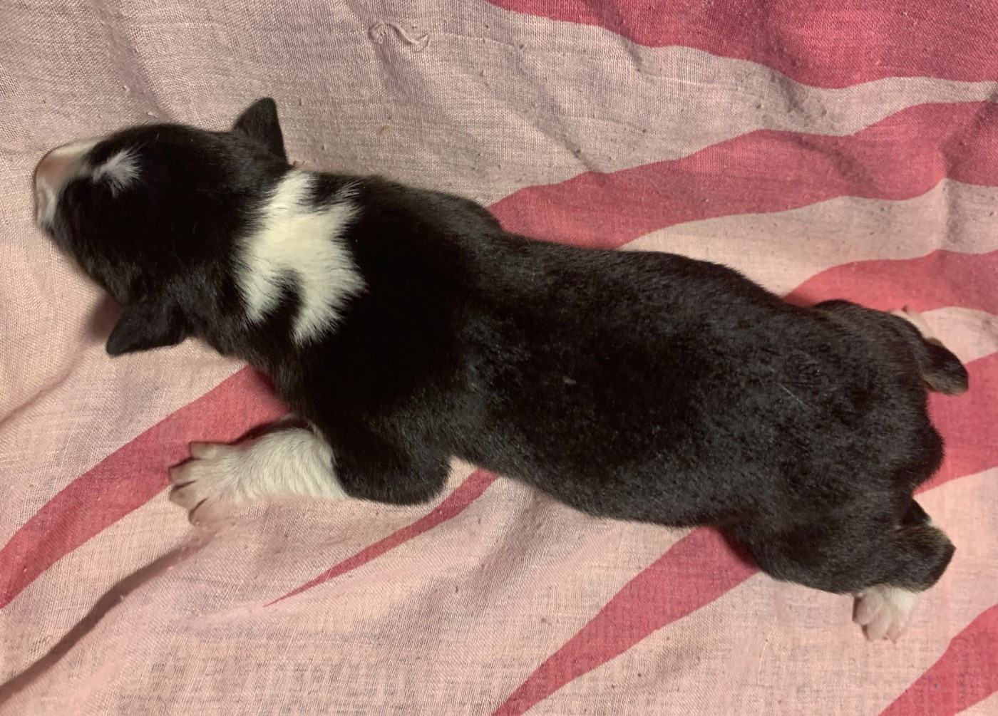 Des Bergers Des Chaupous - Chiots disponibles - Border Collie
