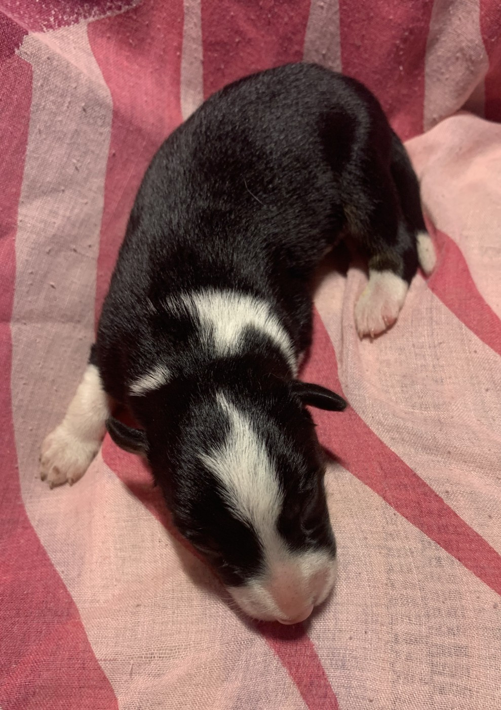 Des Bergers Des Chaupous - Chiots disponibles - Border Collie