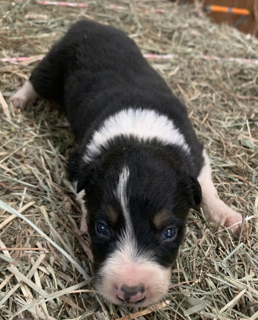 Des Bergers Des Chaupous - Chiots disponibles - Border Collie
