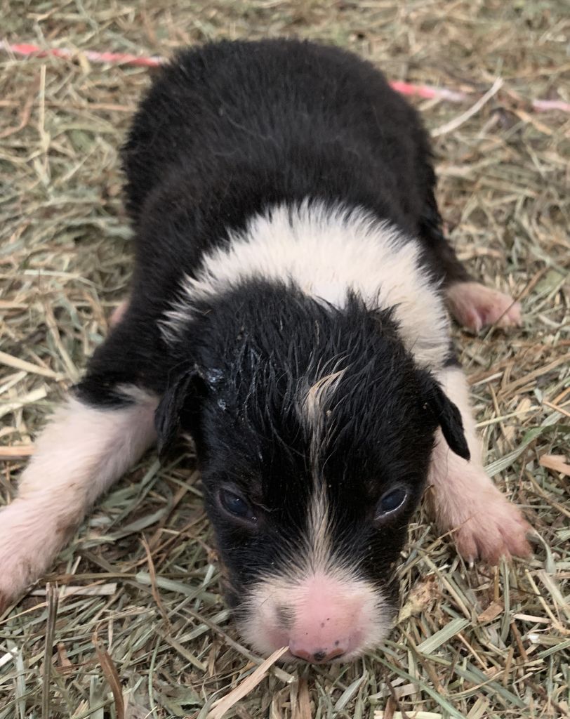Des Bergers Des Chaupous - Chiots disponibles - Border Collie