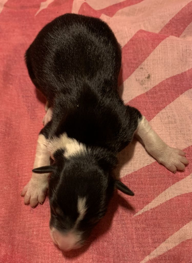 Des Bergers Des Chaupous - Chiots disponibles - Border Collie