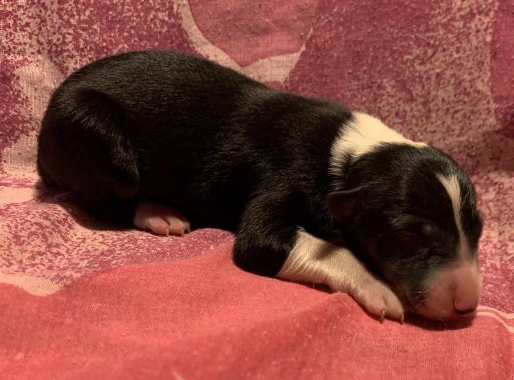 Des Bergers Des Chaupous - Chiots disponibles - Border Collie