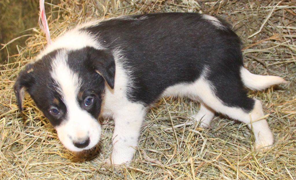 Des Bergers Des Chaupous - Border Collie - Portée née le 14/11/2020