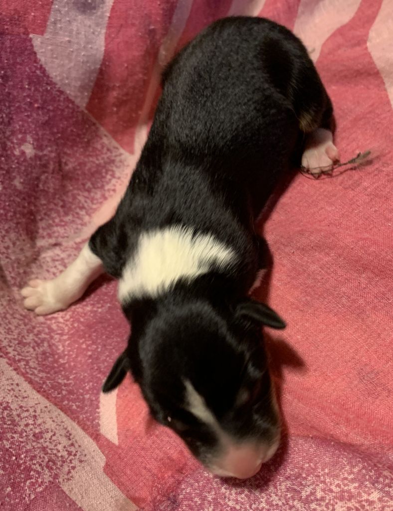 Des Bergers Des Chaupous - Chiots disponibles - Border Collie