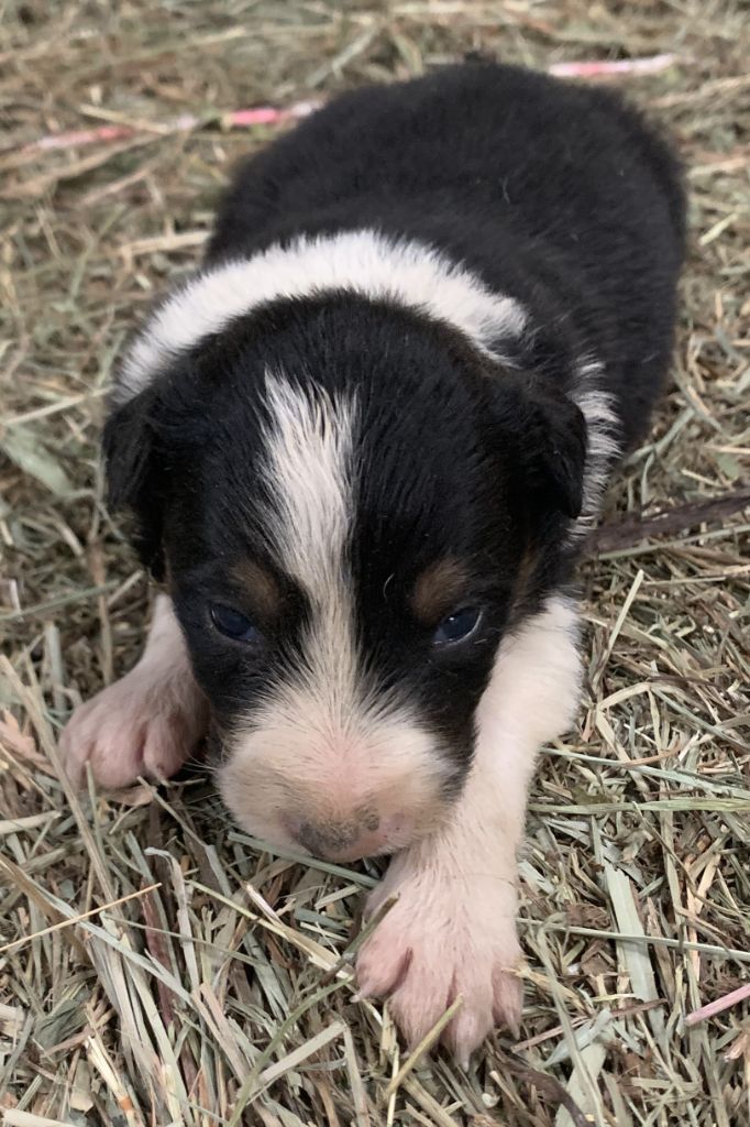 Des Bergers Des Chaupous - Chiots disponibles - Border Collie