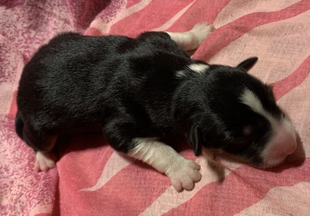 Des Bergers Des Chaupous - Chiots disponibles - Border Collie