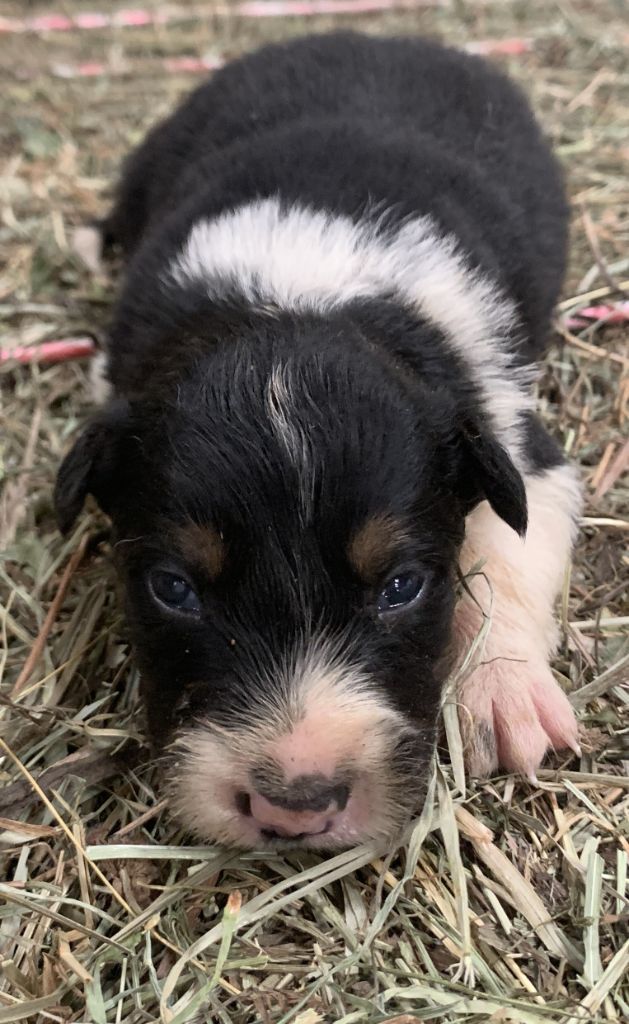 Des Bergers Des Chaupous - Chiots disponibles - Border Collie