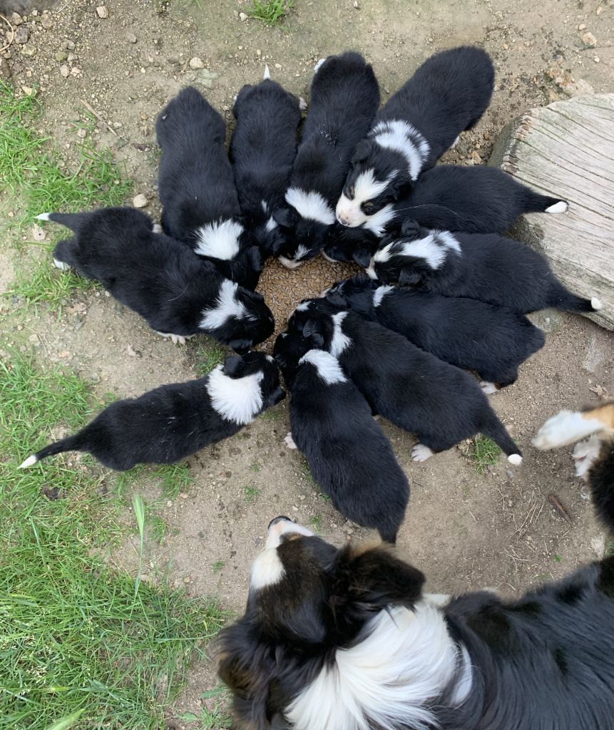 Des Bergers Des Chaupous - Border Collie - Portée née le 16/05/2025